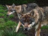 Canis lupus 56, Wolf, Saxifraga-Hans Dekker