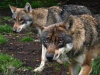 Canis lupus 57, Wolf, Saxifraga-Hans Dekker