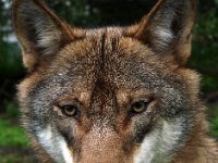 Canis lupus 58, Wolf, Saxifraga-Hans Dekker