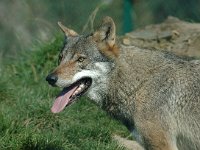 Canis lupus 6, Wolf, Saxifraga-Jan van der Straaten