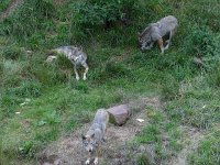 Canis lupus 60, Wolf, Saxifraga-Mark Zekhuis
