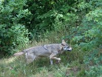 Canis lupus 62, Wolf, Saxifraga-Mark Zekhuis
