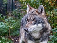 Canis lupus 64, Wolf, Saxifraga-Hans Dekker