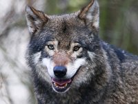 Canis lupus 65, Wolf, Saxifraga-Bart Vastenhouw