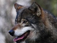Canis lupus 66, Wolf, Saxifraga-Bart Vastenhouw
