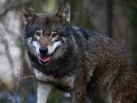 Canis lupus 67, Wolf, Saxifraga-Mark Zekhuis