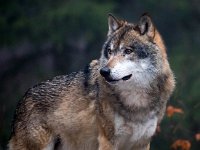 Canis lupus 76, Wolf, Saxifraga-Bart Vastenhouw