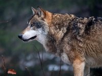 Canis lupus 77, Wolf, Saxifraga-Bart Vastenhouw