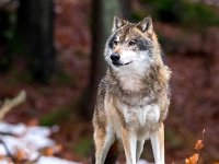 Canis lupus 78, Wolf, Saxifraga-Bart Vastenhouw
