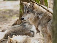 Canis lupus 8, Wolf, Saxifraga-Mark Zekhuis