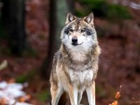 Canis lupus 80, Wolf, Saxifraga-Bart Vastenhouw
