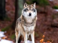 Canis lupus 81, Wolf, Saxifraga-Bart Vastenhouw