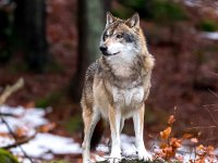Canis lupus 82, Wolf, Saxifraga-Bart Vastenhouw.