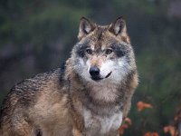 Canis lupus 83, Wolf, Saxifraga-Bart Vastenhouw