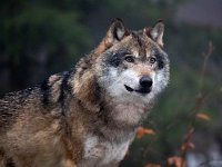Canis lupus 84, Wolf, Saxifraga-Bart Vastenhouw