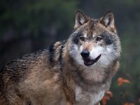 Canis lupus 85, Wolf, Saxifraga-Bart Vastenhouw