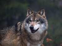 Canis lupus 86, Wolf, Saxifraga-Bart Vastenhouw