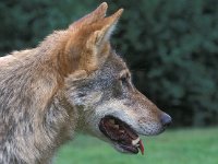 Canis lupus 9, Wolf, Saxifraga-Edo van Uchelen