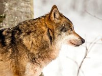 Canis lupus 91, Wolf, Saxifraga-Bart Vastenhouw