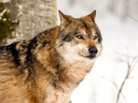 Canis lupus 92, Wolf, Saxifraga-Bart Vastenhouw