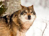 Canis lupus 93, Wolf, Saxifraga-Bart Vastenhouw