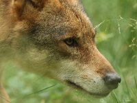 Canis lupus 101, Wolf, Saxifraga-Mark Zekhuis