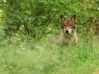 Canis lupus 103, Wolf, Saxifraga-Mark Zekhuis