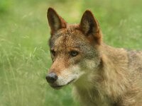 Canis lupus 105, Wolf, Saxifraga-Mark Zekhuis