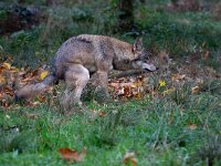 Canis lupus 106, Wolf, Saxifraga-Luc Hoogenstein