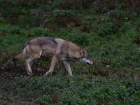 Canis lupus 114, Wolf, Saxifraga-Luc Hoogenstein