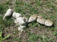 Canis lupus 116, Wolf, Saxifraga-Hans Grotenhuis