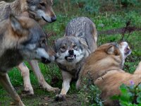 Canis lupus 117, Wolf, Saxifraga-Luc Hoogenstein