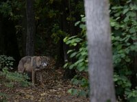 Canis lupus 119, Wolf, Saxifraga-Luc Hoogenstein