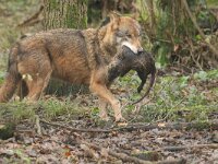 Canis lupus 126, Wolf, Saxifraga-Mark Zekhuis