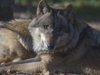 Canis lupus 33, Wolf, Saxifraga-Mark Zekhuis