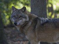 Canis lupus 40, Wolf, Saxifraga-Mark Zekhuis