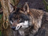 Canis lupus 45, Wolf, Saxifraga-Hans Dekker