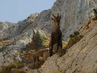 Capra ibex 1, Alpensteenbok, Saxifraga-Jan van der Straaten