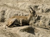 Capra ibex 21, Alpensteenbok, Saxifraga-Jan van der Straaten