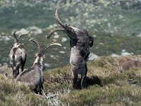 Capra pyrenaica 1, Pyrenese steenbok, Saxifraga-Jan van der Straaten