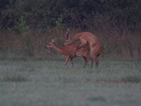 Capreolus capreolus, Roe Deer