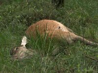 Cervus elaphus, Red Deer