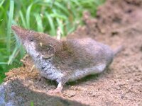 Crocidura leucodon