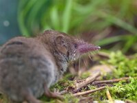 Crocidura russula