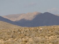 Equus africanus 1, Wilde ezel, Saxifraga-Mark Zekhuis