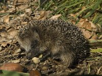 Erinaceus europaeus, Hedgehog