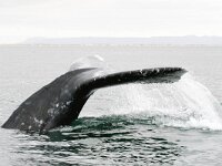 Eschrichtius robustus, 1, Grijze walvis, Saxifraga-Bart Vastenhouw