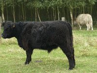 Galloway cattle