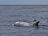 Grampus griseus, Risso's dolphin