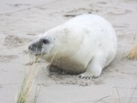 Halichoerus grypus, Grey Seal